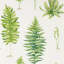 Fernery Wallpaper-50889003