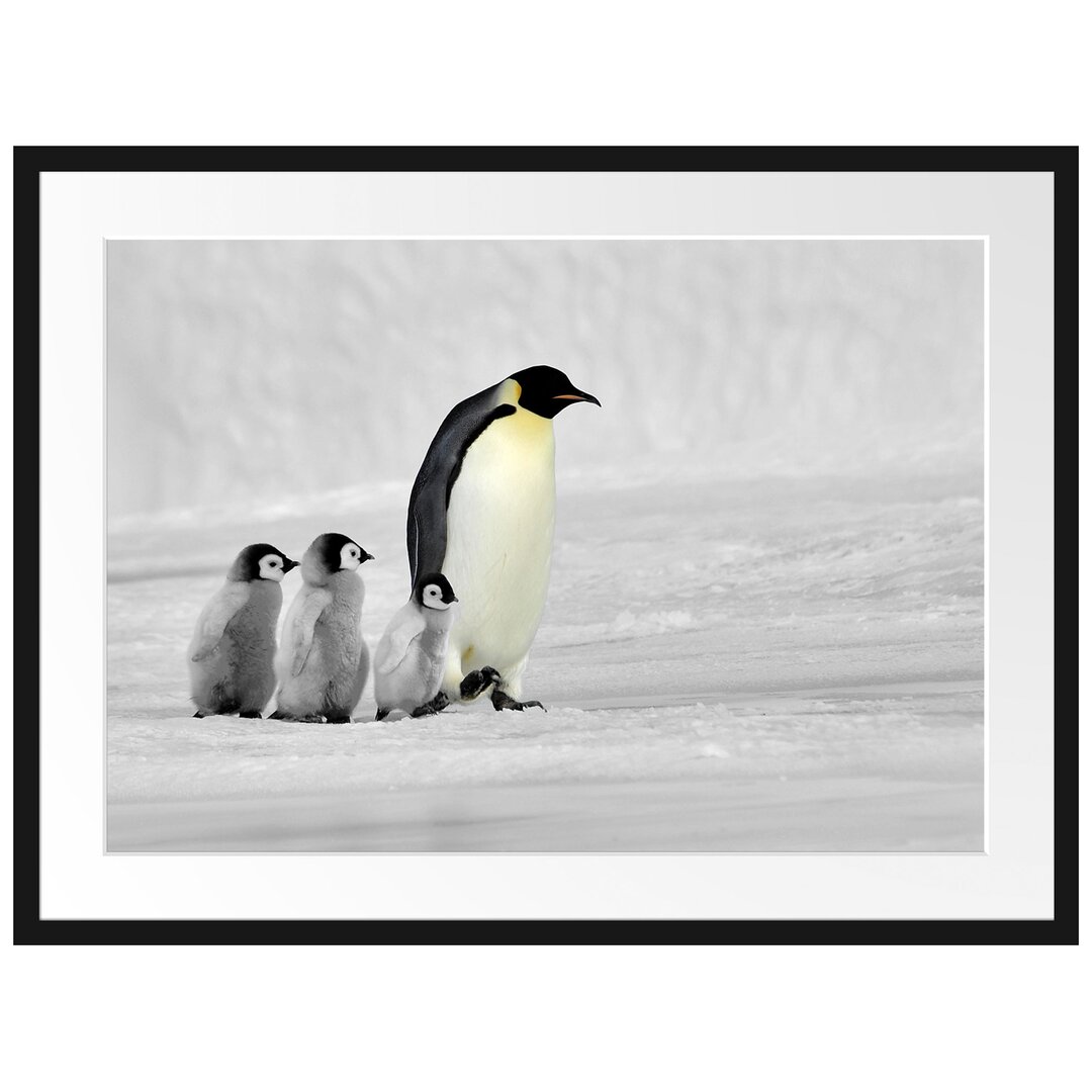 Kaiserpinguine im Schnee Gerahmter Kunstdruck Poster