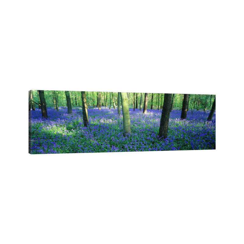 Bluebells In A Forest, Charfield, Gloucestershire, England - Wrapped Canvas Panoramic Print