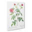 Cinnamon Rose In Pink by Pierre-Joseph Redoute - Wrapped Canvas-55371243