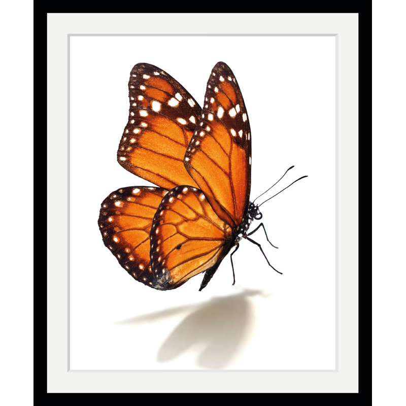Butterfly - Single Picture Frame Print