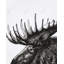 Moose Plume Print