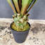 Fausse agave botanique au fini vert