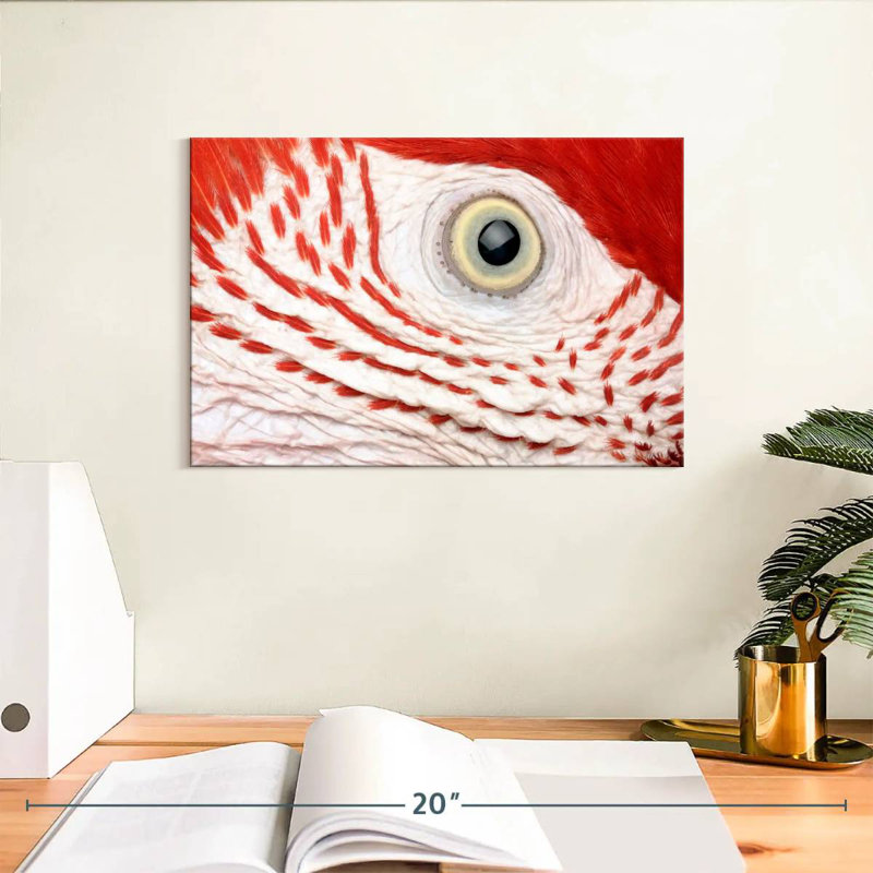 Oeil de perroquet Ara Brampt, H 8 po x l 12 po