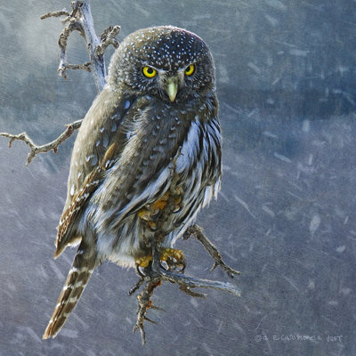 Hibou en hiver II