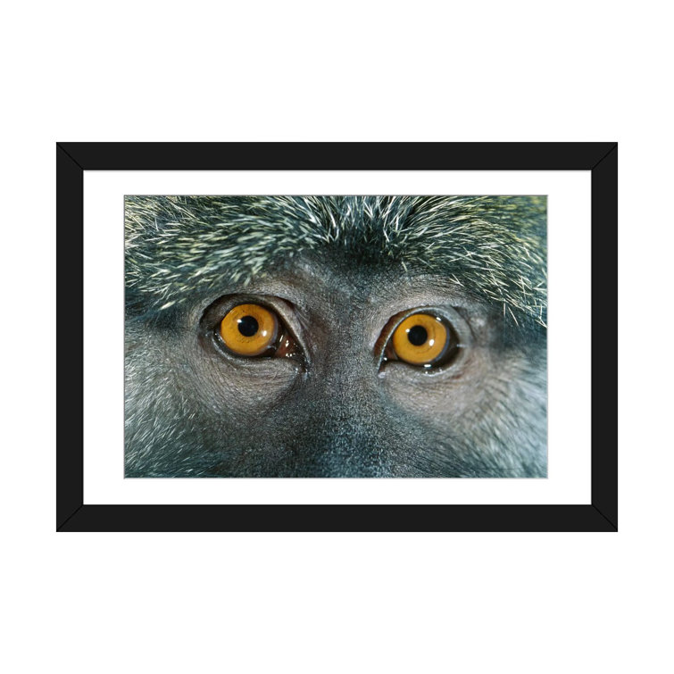 Allens Swamp Monkey detail of eyes, native to Africa - Contemporary Fine  Art Giclee on Canvas Gallery Wrap - wall décor - Art painting - 27 x 18  Inch - Ready to Hang 