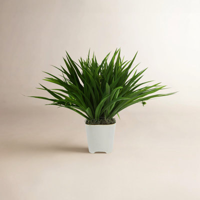 Weatherhill 17" Grass Plant in Pot