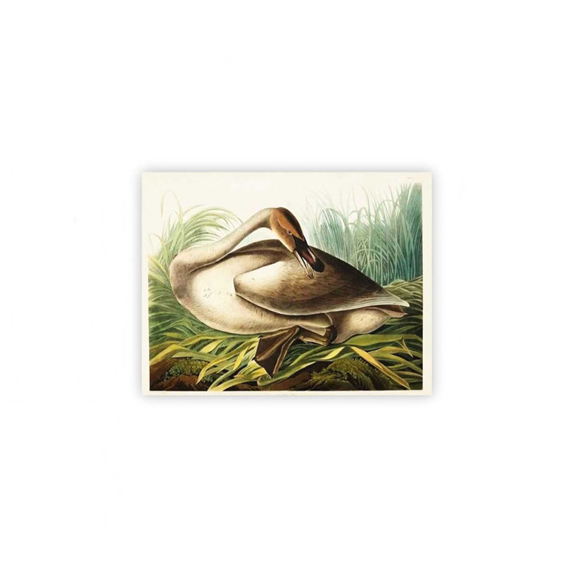 Art mural en toile sans cadre 24 po x 18 po Trumpeter Swan