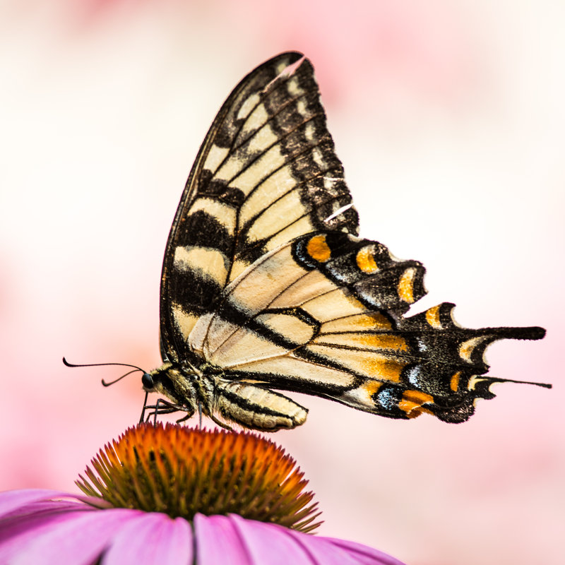 Merchiston Tiger Swallowtail par Abzerit - Photographie sur toile tendue, H 30 po x l 30 po x P 1,25 po