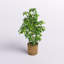 Ficus artificiel 48 po dans un panier