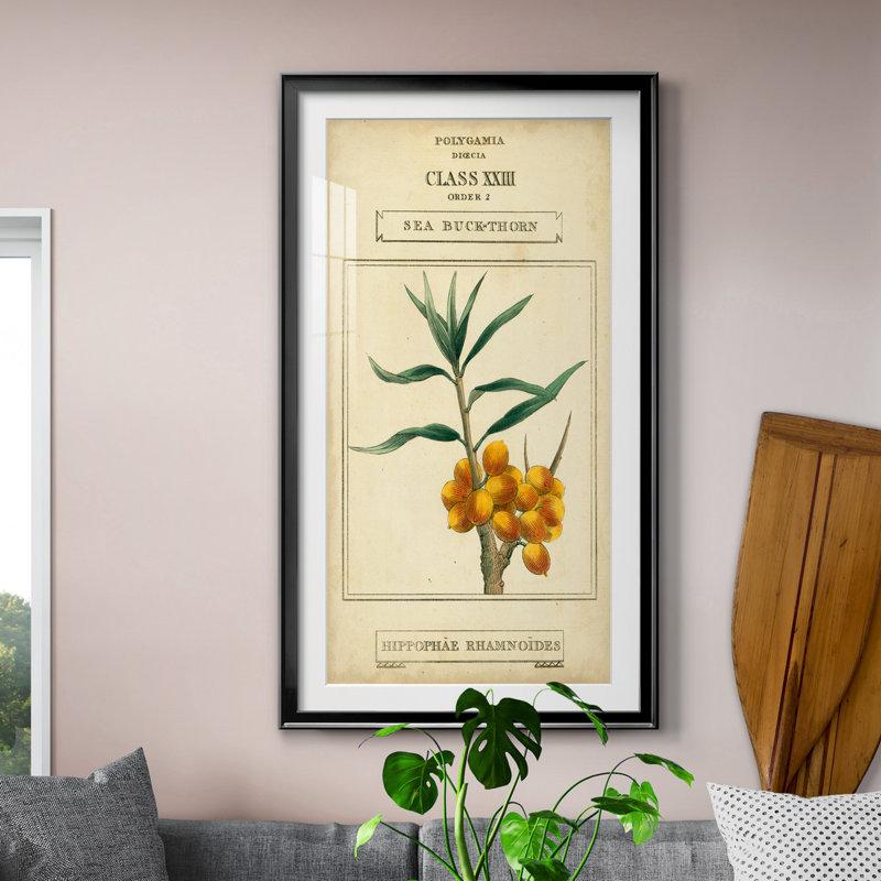 " Linnaean Botany III " Painting Print, Black Framed, 26.5" H x 14.5" W x 1" D