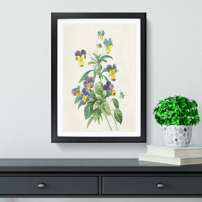 Wild Pansy Flowers by Pierre-Joseph Redoute - Framed Print, 65cm H x 48cm W x 2cm D, Black Framed