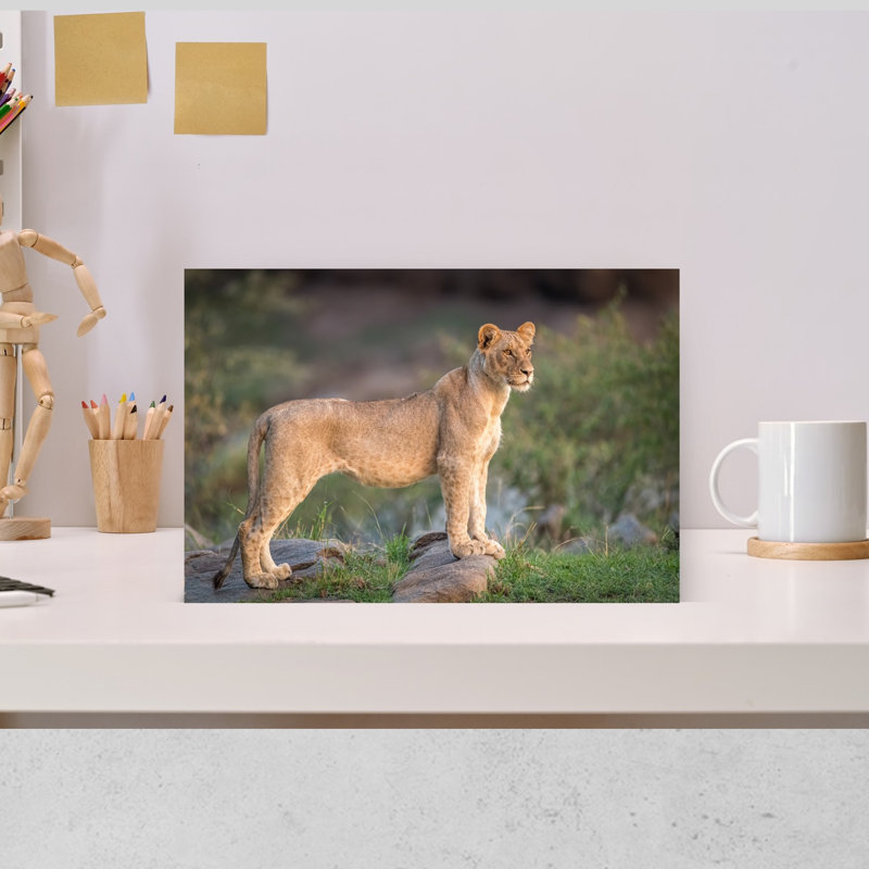 Golden Hour Lioness Abstract Contemporary Cat Lion Landscape Nature Wall Art Print by Jeffrey C. Sink - 1 Piece Wrapped Canvas Wall Art