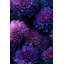 Papier peint floral mauve vibrant