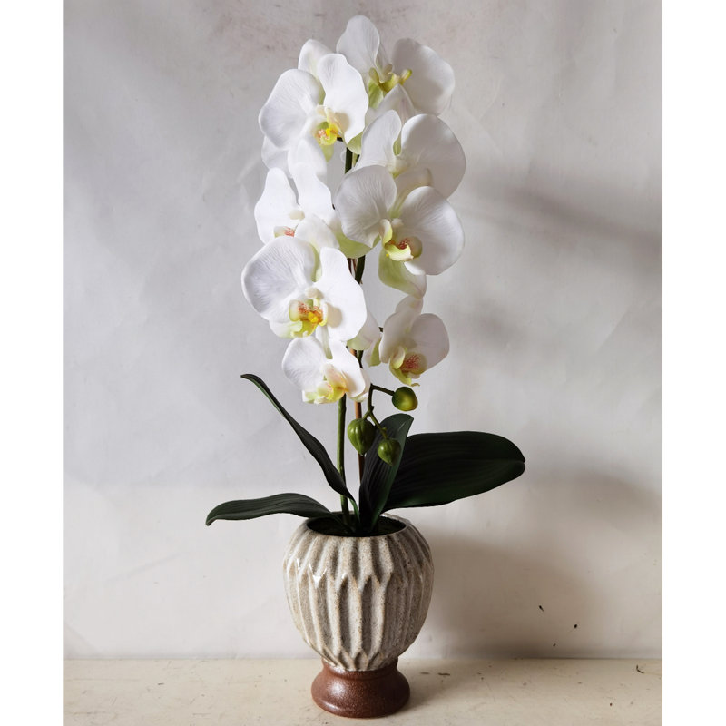 Centres de table orchidées phalaenopsis en pot
