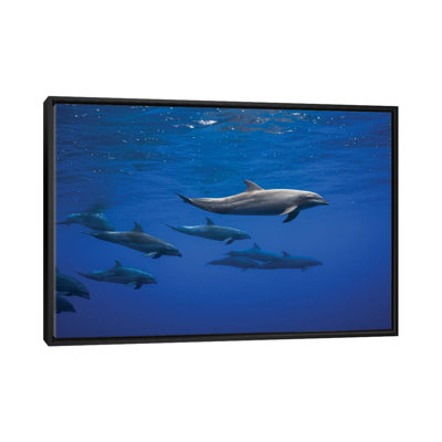 Dolphins by Barathieu Gabriel - Print on Canvas