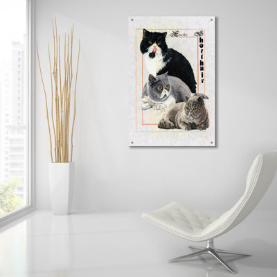 «Exotic Shorthair» par Barbara Keith - impression non encadrée