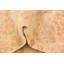 Tapis beige 7 x 10 Parnell