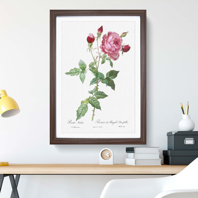 Provence Rose in Pink by Pierre-Joseph Redoute - Picture Frame Painting Print, 48cm H x 36cm W x 2cm D, Walnut Framed