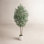 Olive Tree in Pot