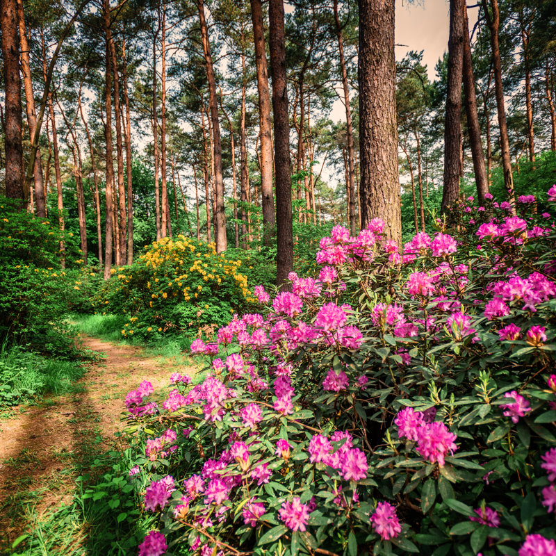 Jardin de rhododendrons en fleurs par Gehringj, H 36 po x l 36 po