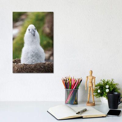 Black-Browed Albatross Chick On Tower-Shaped Nest, Falkland Islands. by Martin Zwick - Wrapped Canvas Print