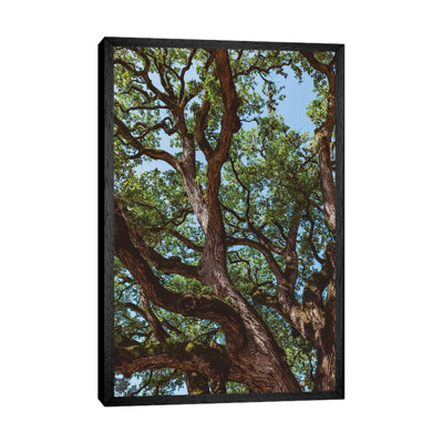 Texas Cottonwood by Bethany Young - Print on Canvas