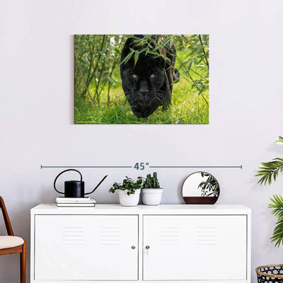 Brampt Lurking Black Jaguar