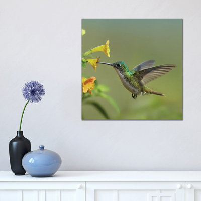 Andean Emerald Hummingbird Feeding On A Yellow Flower, Ecuador by Tim Fitzharris - Wrapped Canvas Print