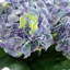 20in. Artificial Hydrangea Arrangement in Glass Vase-1419190082