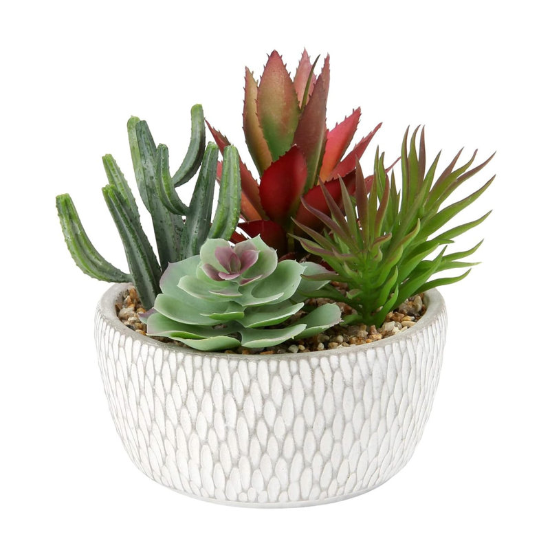 16.51cm Plant