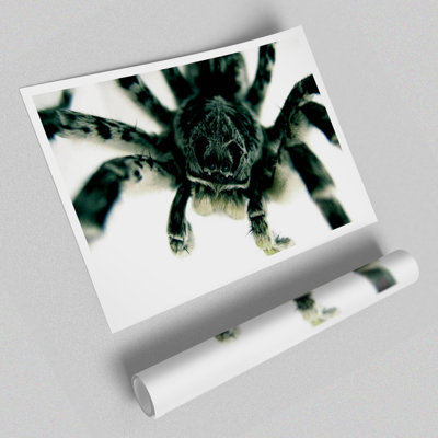 Spider Stare - No Frame Print