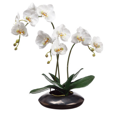 Orchidée phalaenopsis 22 "en pot en céramique
