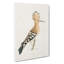 Hoopoes Bird by Von Wright - Wrapped Canvas-55360193