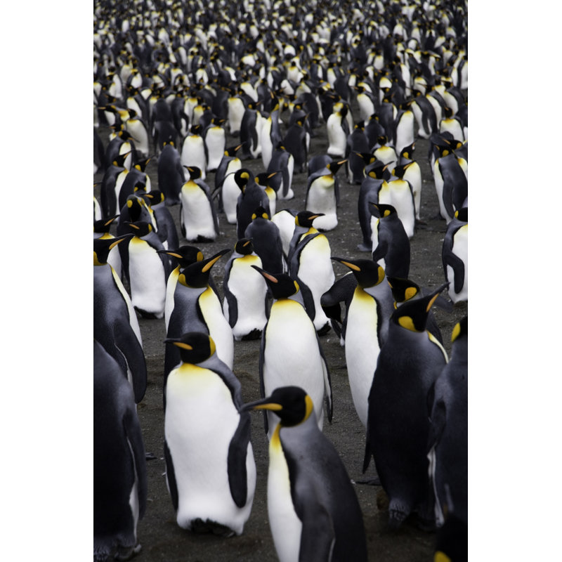 Penguins by Mlenny - Wrapped Canvas Print, 30cm H x 20cm W x 3.8cm D