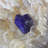 Azurite on Quartz Rosette - Zoila Mine, Mexico