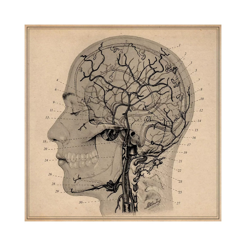 Anatomy Of Human Head by Unknown Artist - Wrapped Canvas Print, 93.98 cm H x 93.98 cm W x 1.91 cm D