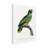 Bolog " Levaillant Parrot IX " on-98233208