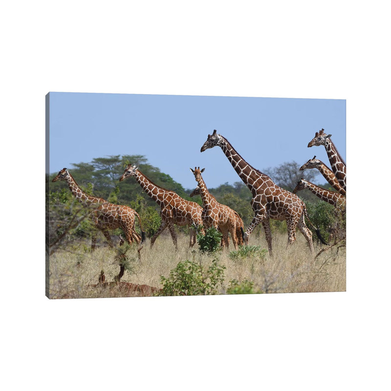 Reticulated Giraffe Herd by Elmar Weiss - Wrapped Canvas Gallery-Wrapped Canvas Giclée, 30.48 cm H x 45.72 cm W