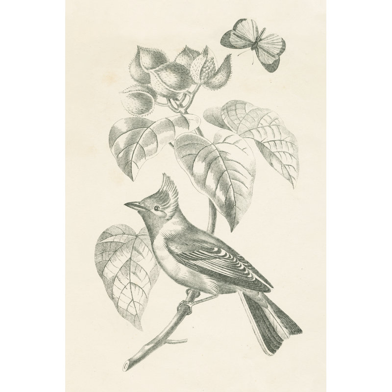 Photographie d'un oiseau français par Wild Apple, H 18 po x l 12 po, Toile tendue