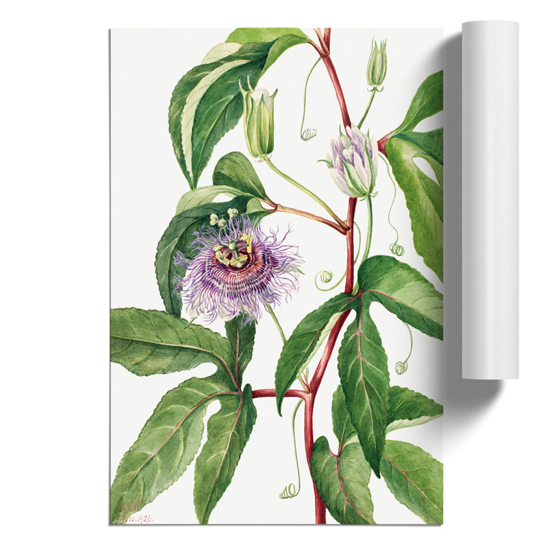 Maypop by Mary Vaux Walcott - Frameless Print, 59cm H x 42cm W x 0.1cm D