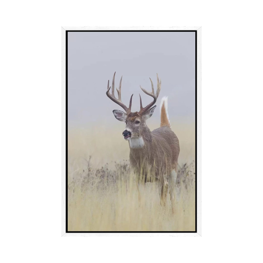 White-tail Deer Buck von Ken Archer - Galerie-verpackte Leinwand Giclée auf Leinwand