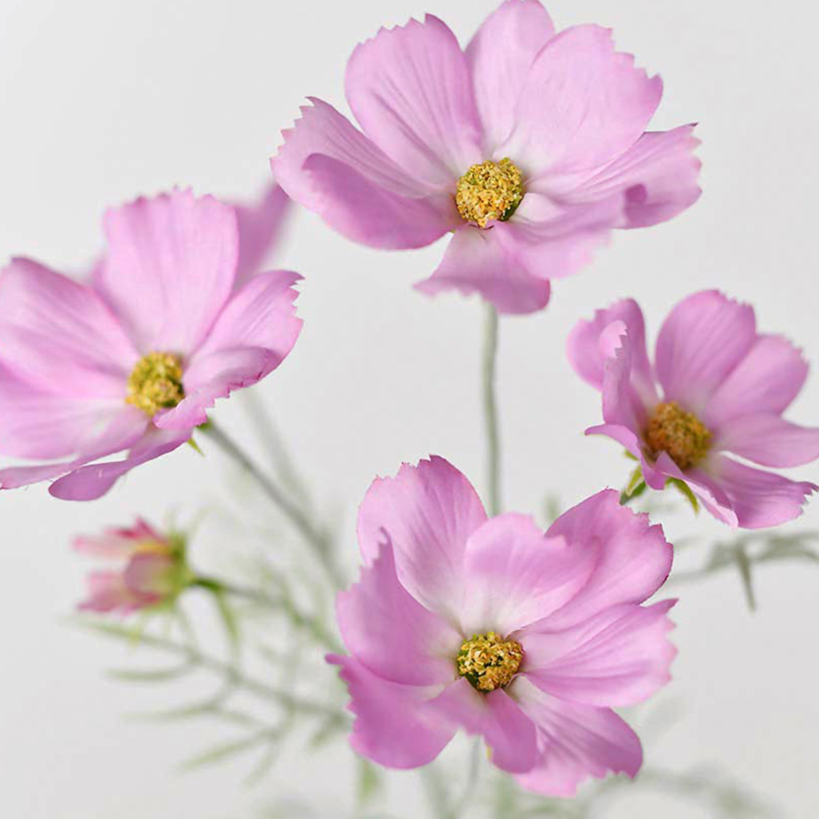 Audet Cosmos Stems