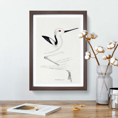 White-Headed Stilt Bird by John Gould - Framed Print