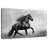 Black Friesian-107923921