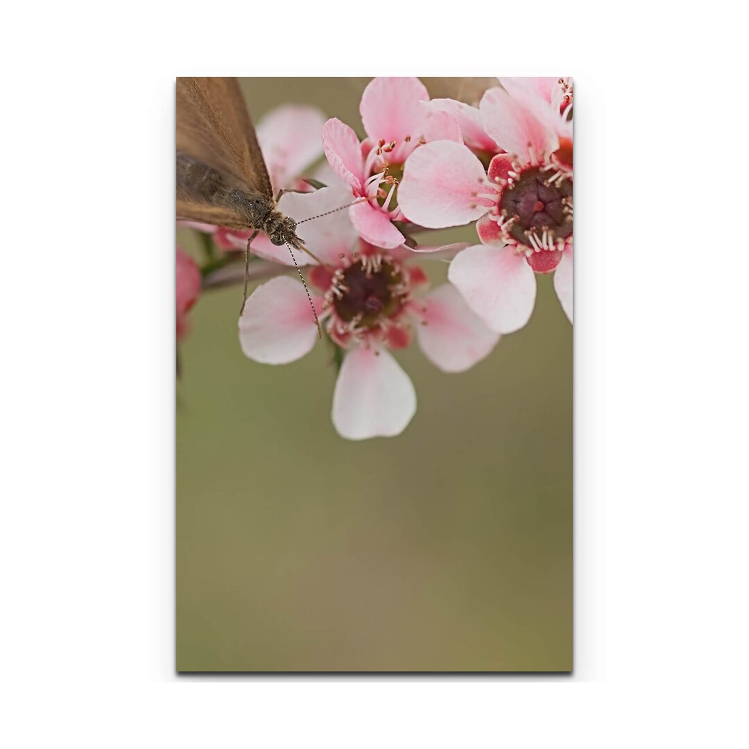 Leinwandbild Rosa blühende Myrtenzweige mit Schmetterlingen