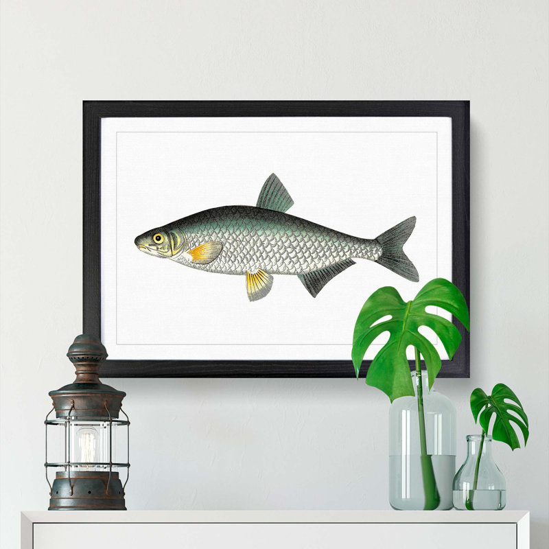 Vimba Carp Fish by George Shaw - Framed Print, 27cm H x 36cm W x 2cm D, Black Framed