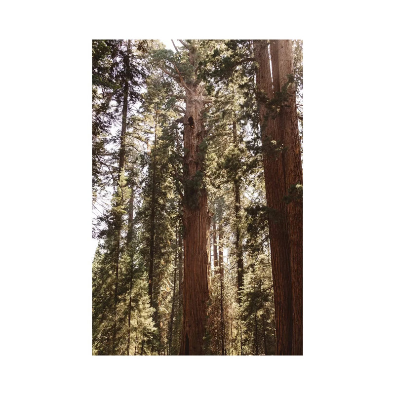 Reproduction de photo sur toile tendue, "Sequoia National Park xiv" par Bethany Young, H 26 po x l 18 po x 1,5 po