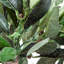 90cm Faux Olive Tree in Pot
