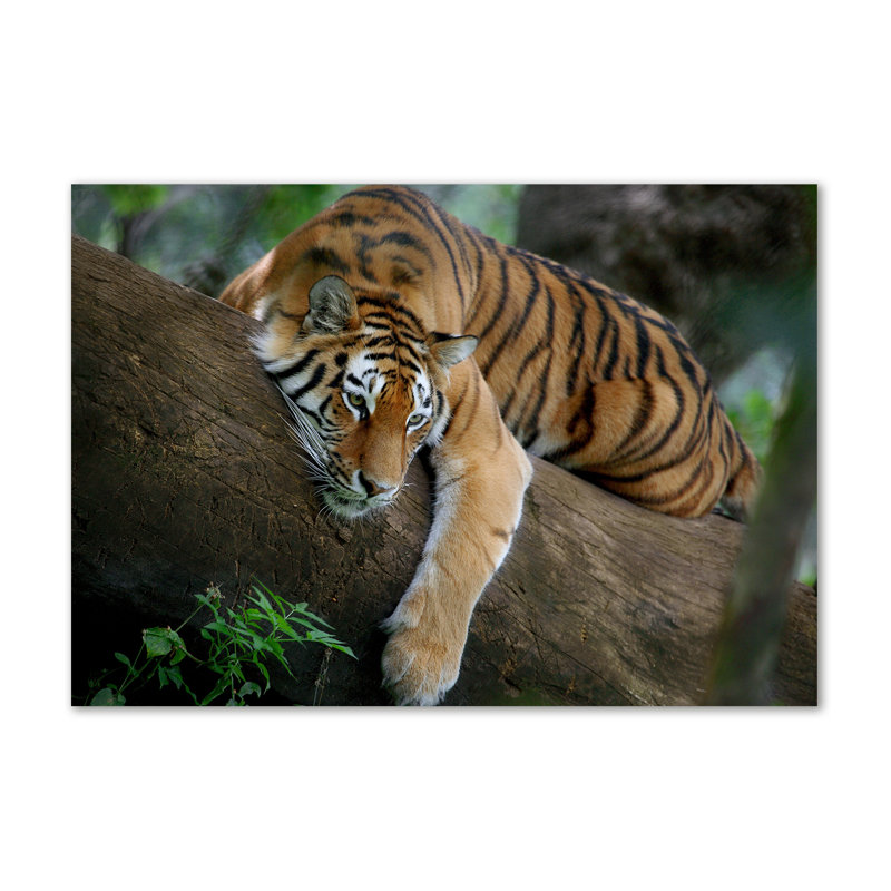 Tiger On The Tree - No Frame Print on Canvas